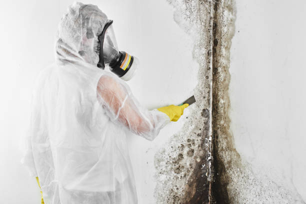 Best Mold Prevention Services  in Coal Grove, OH