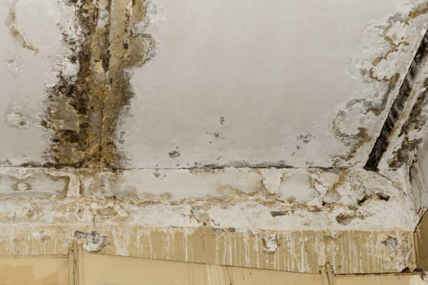 Best Mold Prevention Services  in Coal Grove, OH