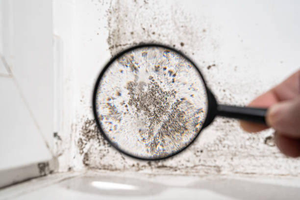 Best Emergency Mold Remediation  in Coal Grove, OH