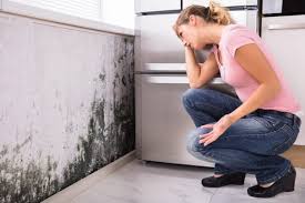  Coal Grove, OH Mold Prevention & Removal Pros